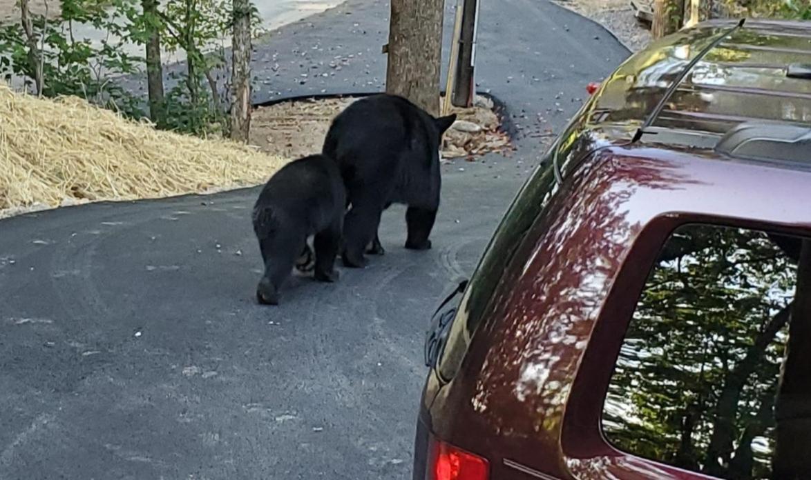 Villa Can'T "Bear" To Leave Sevierville Exterior foto