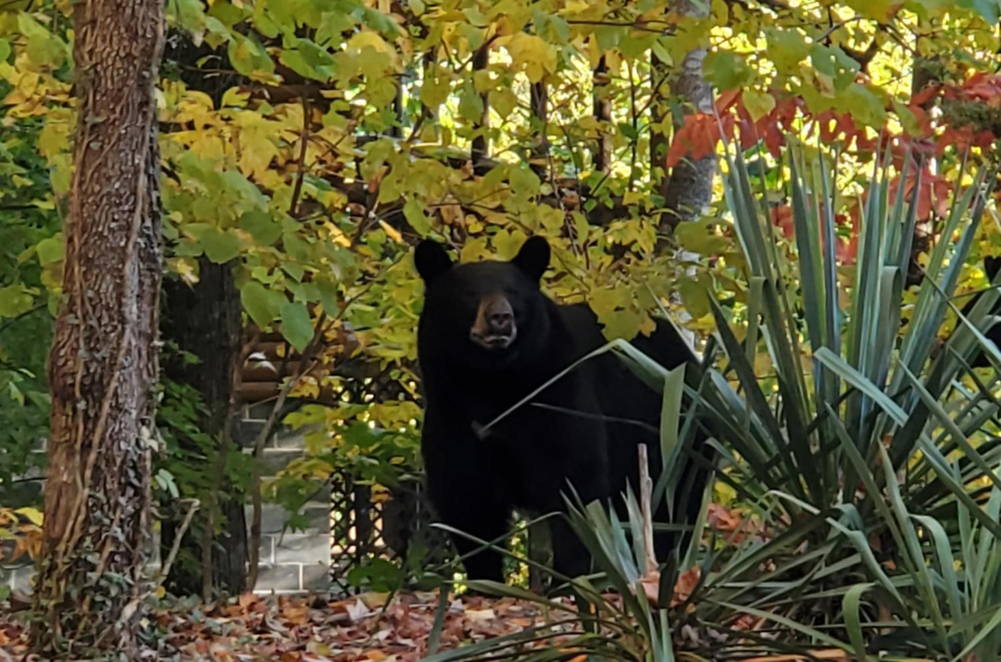 Villa Can'T "Bear" To Leave Sevierville Exterior foto